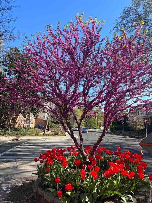 Glover Park/Georgetown Oasis With Parking Lejlighed Washington Eksteriør billede